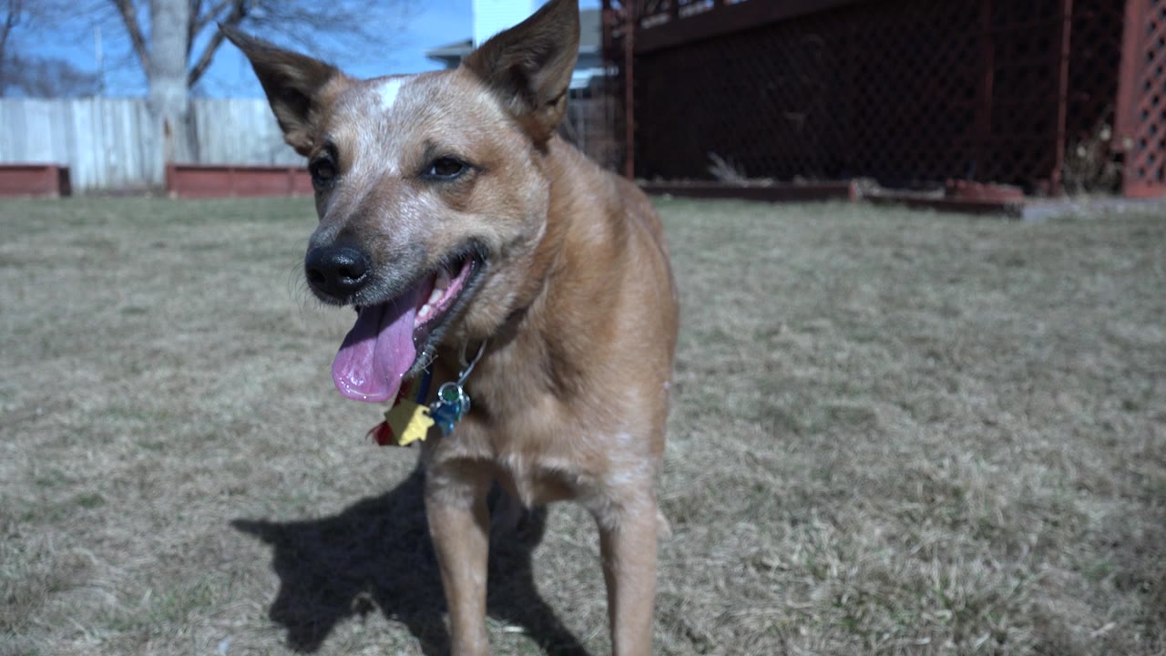 Dog facing the camera with tongue out in a yard.
