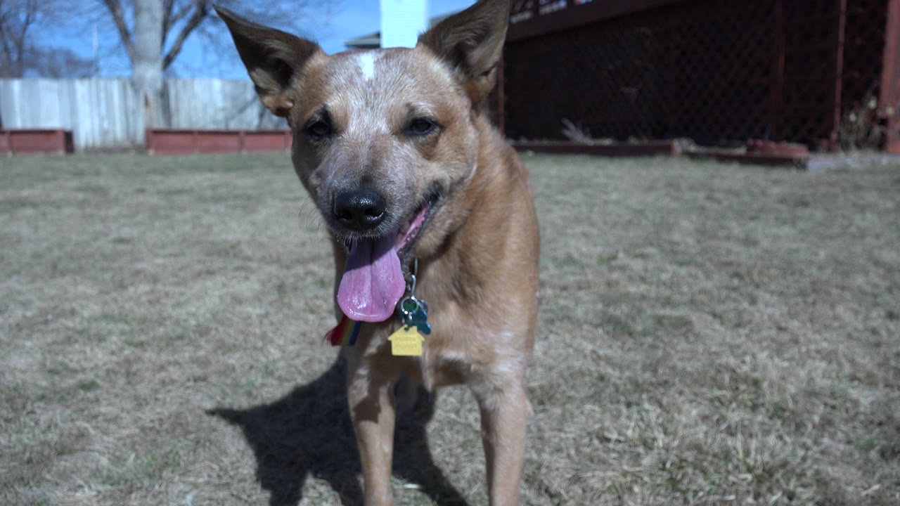 At 0:00, a tan dog with upright ears and collar tags faces the camera on dry grass in Westminster, Colorado, with a fence and bare trees behind it and no visible people.