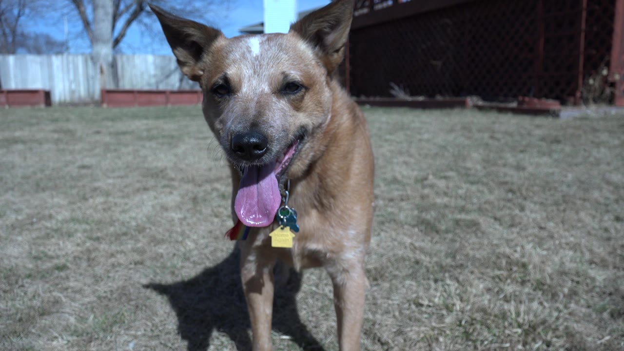 At 0:01, the dog remains near the lens with its tongue extended, collar tags visible, and the Westminster yard background of grass, fence, trees, and a dark red structure behind it.