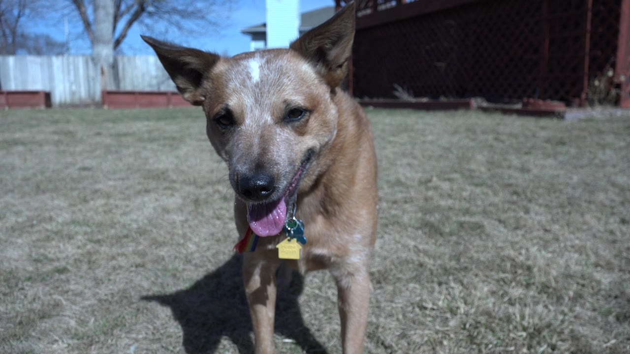 Tan dog panting on dry grass in a backyard.