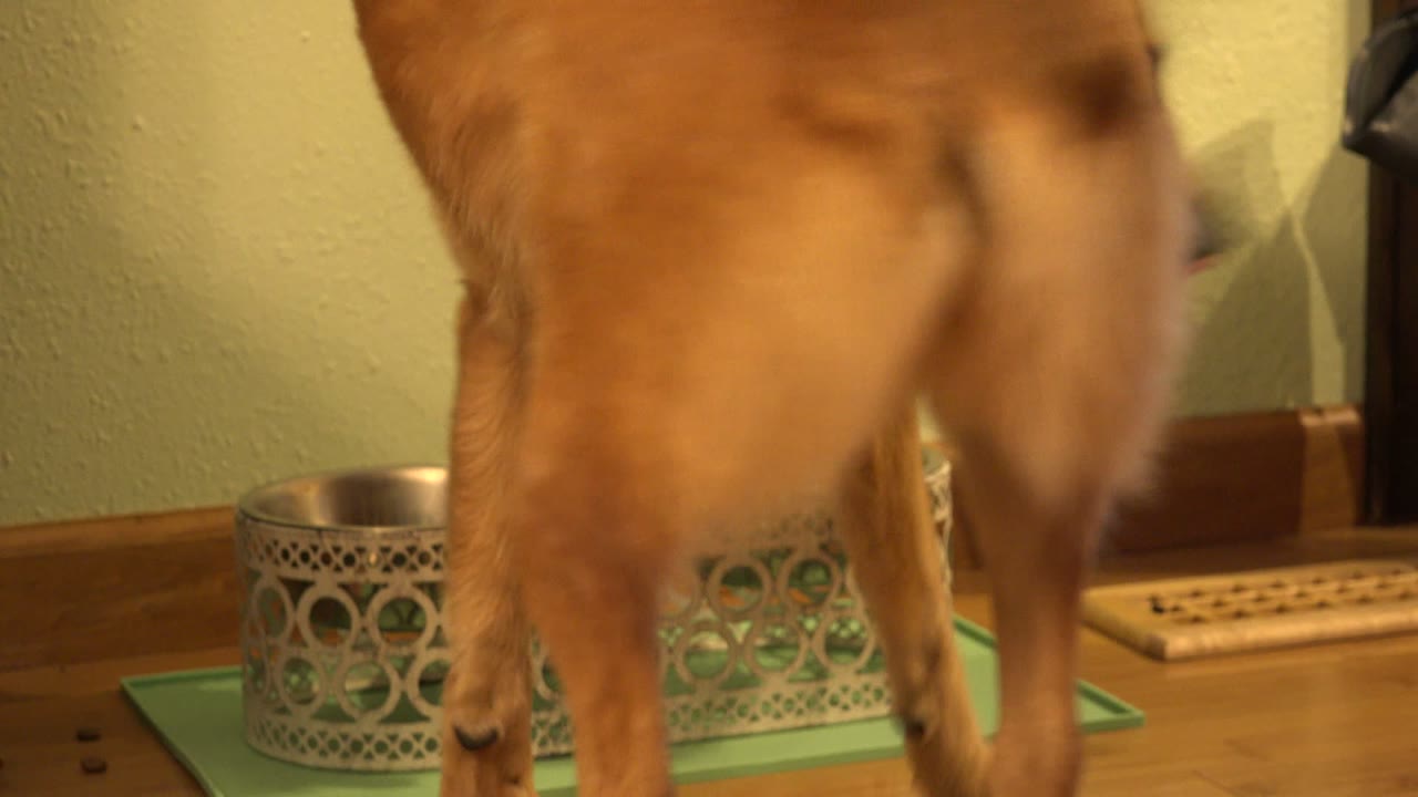 Brown dog standing close to metal pet bowls on a green mat.