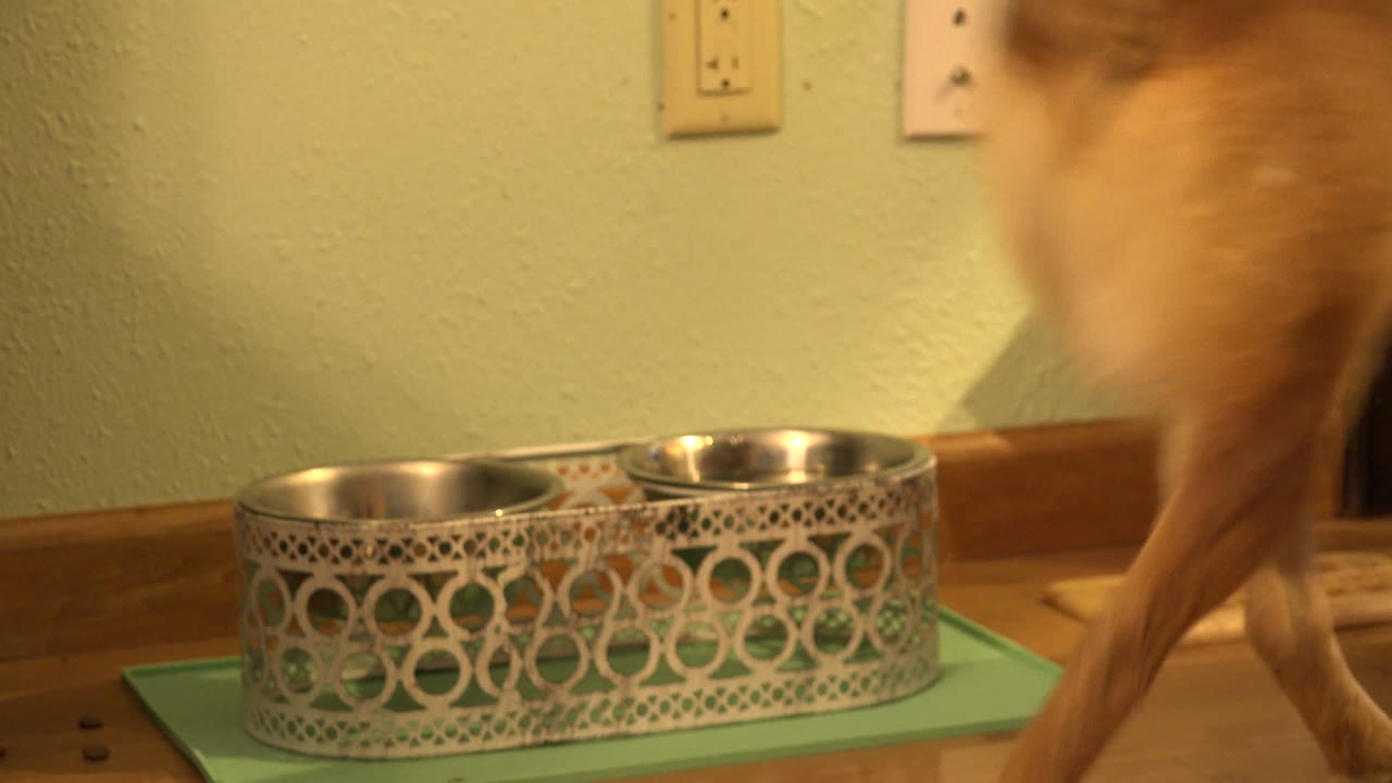 The brown dog moves toward the right edge of frame while two metal bowls remain centered on a green mat in the Westminster, Colorado interior, with no visible people.