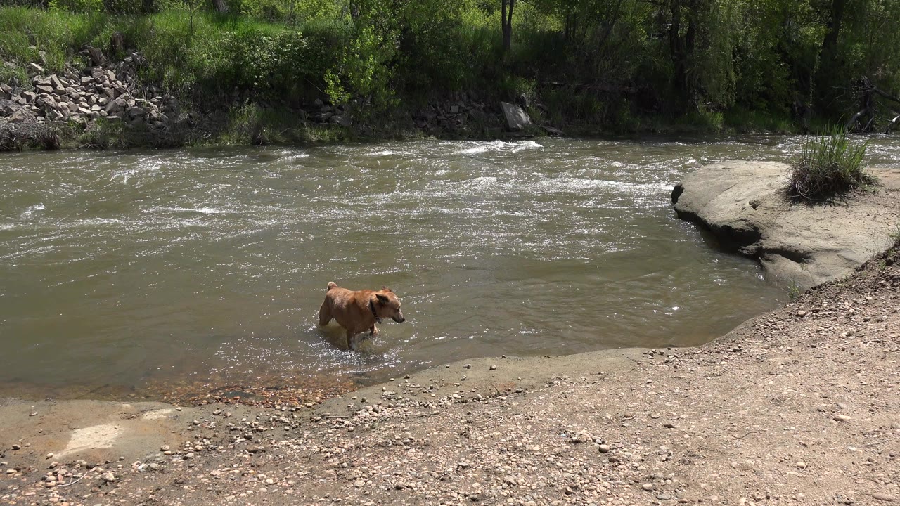 A brown dog stands in shallow water beside a gravel riverbank in Westminster, Colorado, with rippled river current and trees across the far bank, no visible people.