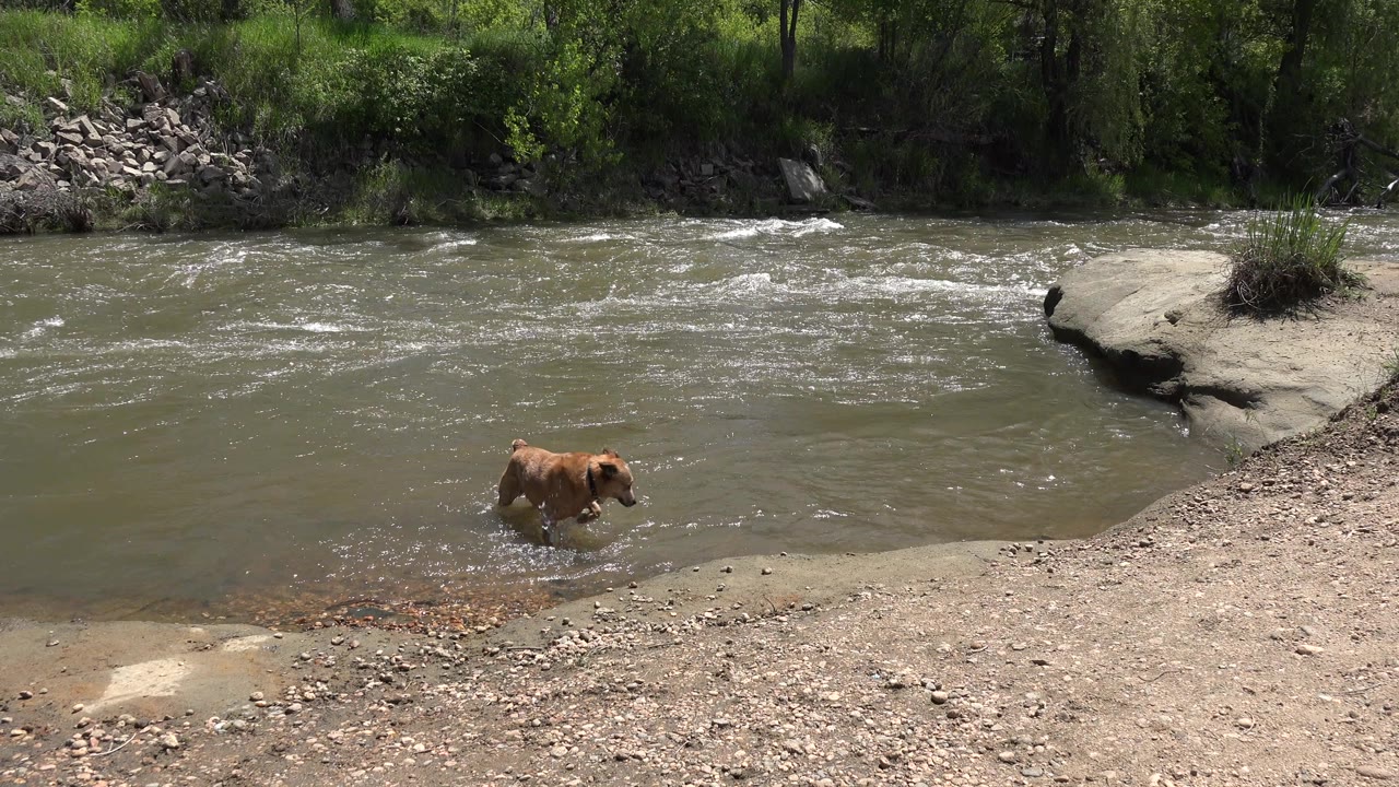 The brown dog wades through shallow river water near the lower center of the frame in Westminster, Colorado, with small surface ripples and a tree-lined bank behind it, no visible people.
