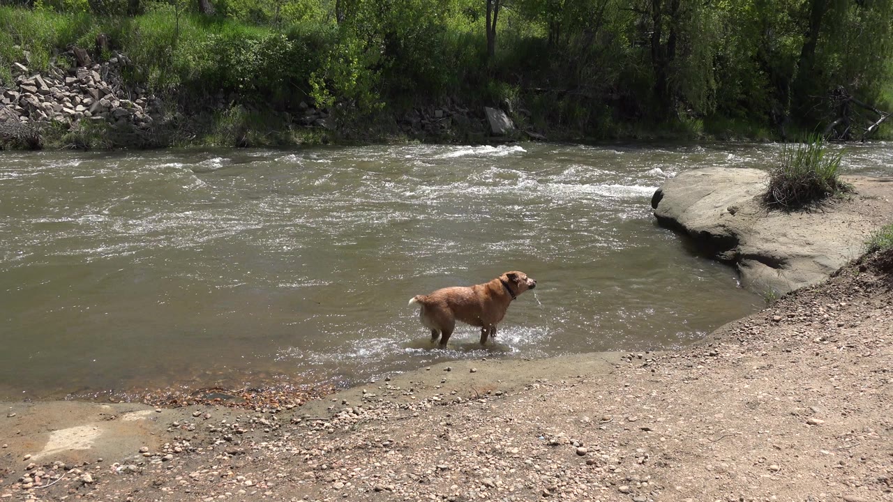 Brown dog standing near the wet shoreline with river behind it.