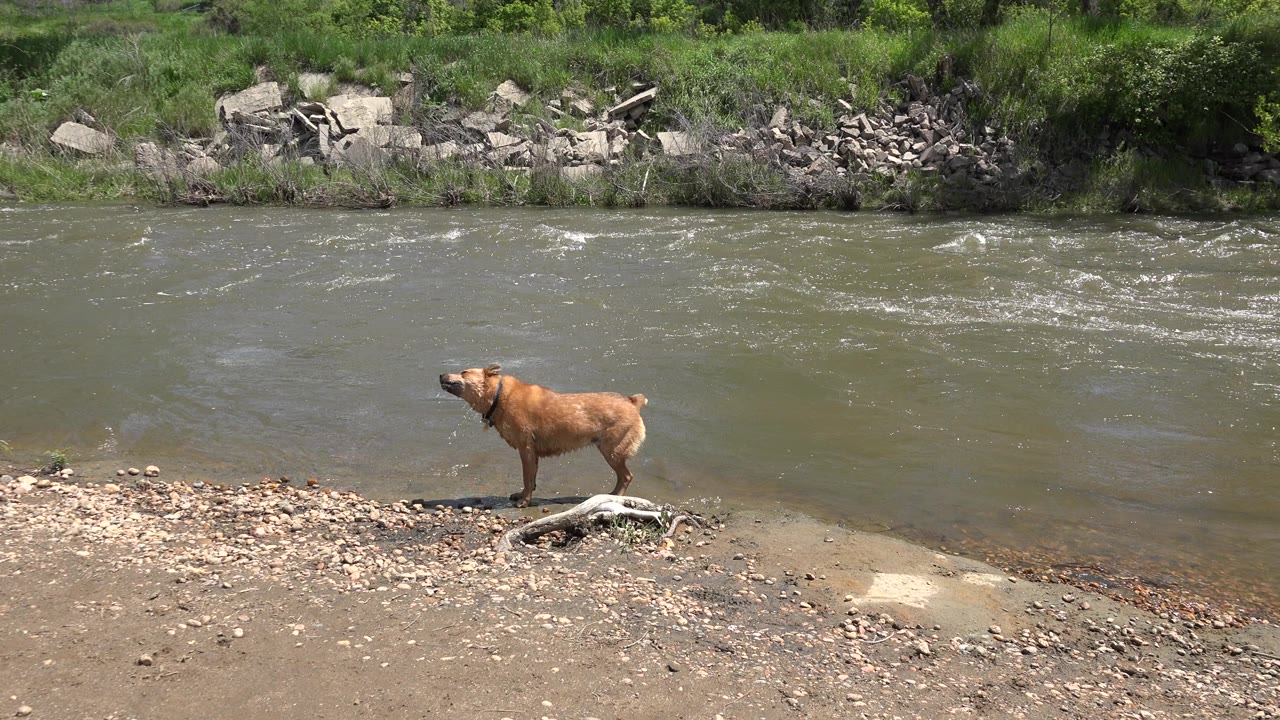 A caramel-colored dog stands on the rocky edge of a river in Westminster, Colorado, with driftwood in front, green-brown water behind, and no visible people.