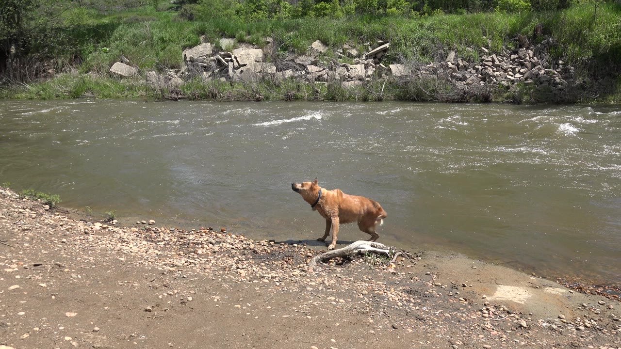 Caramel dog standing farther right on the riverbank near shallow water.