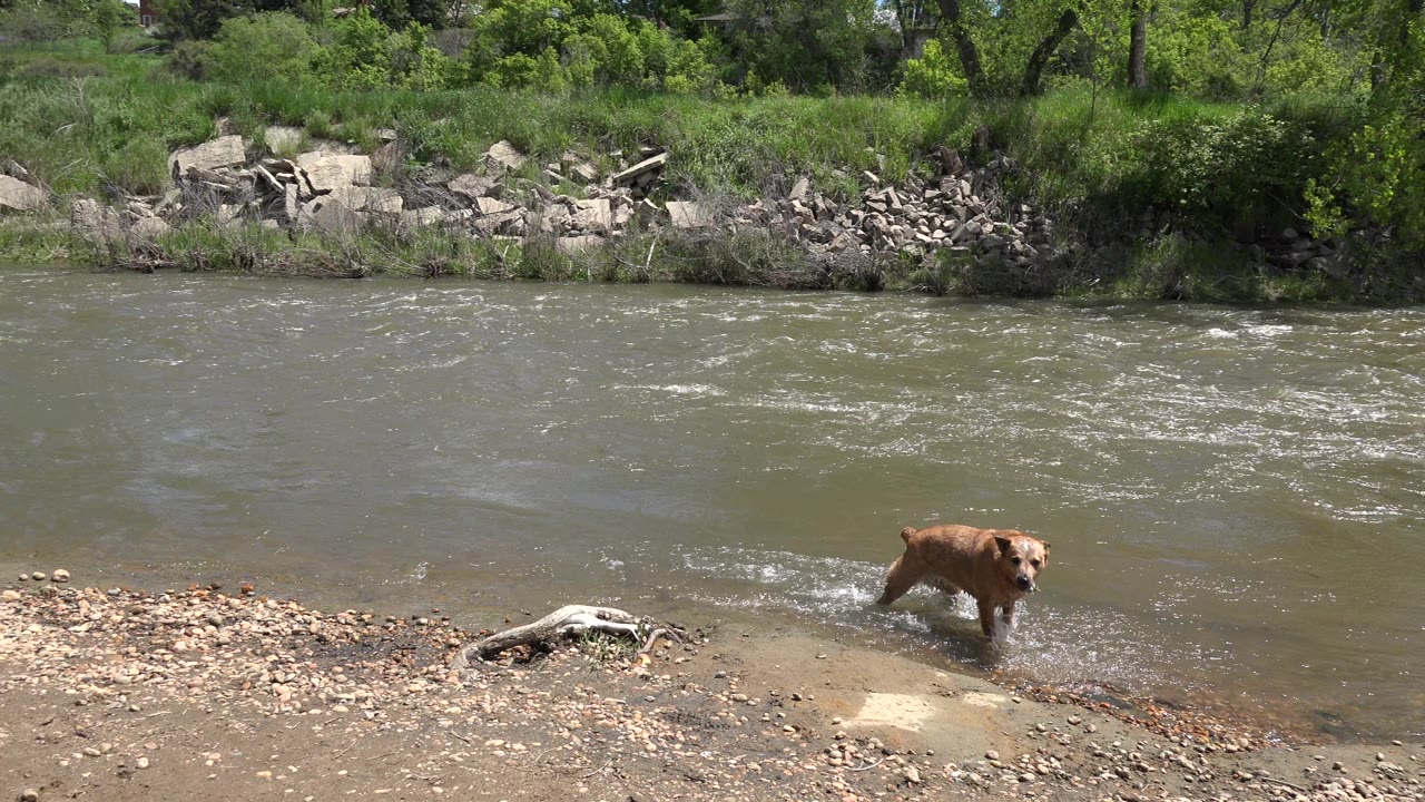 Brown dog standing in shallow river water near a gravel bank.
