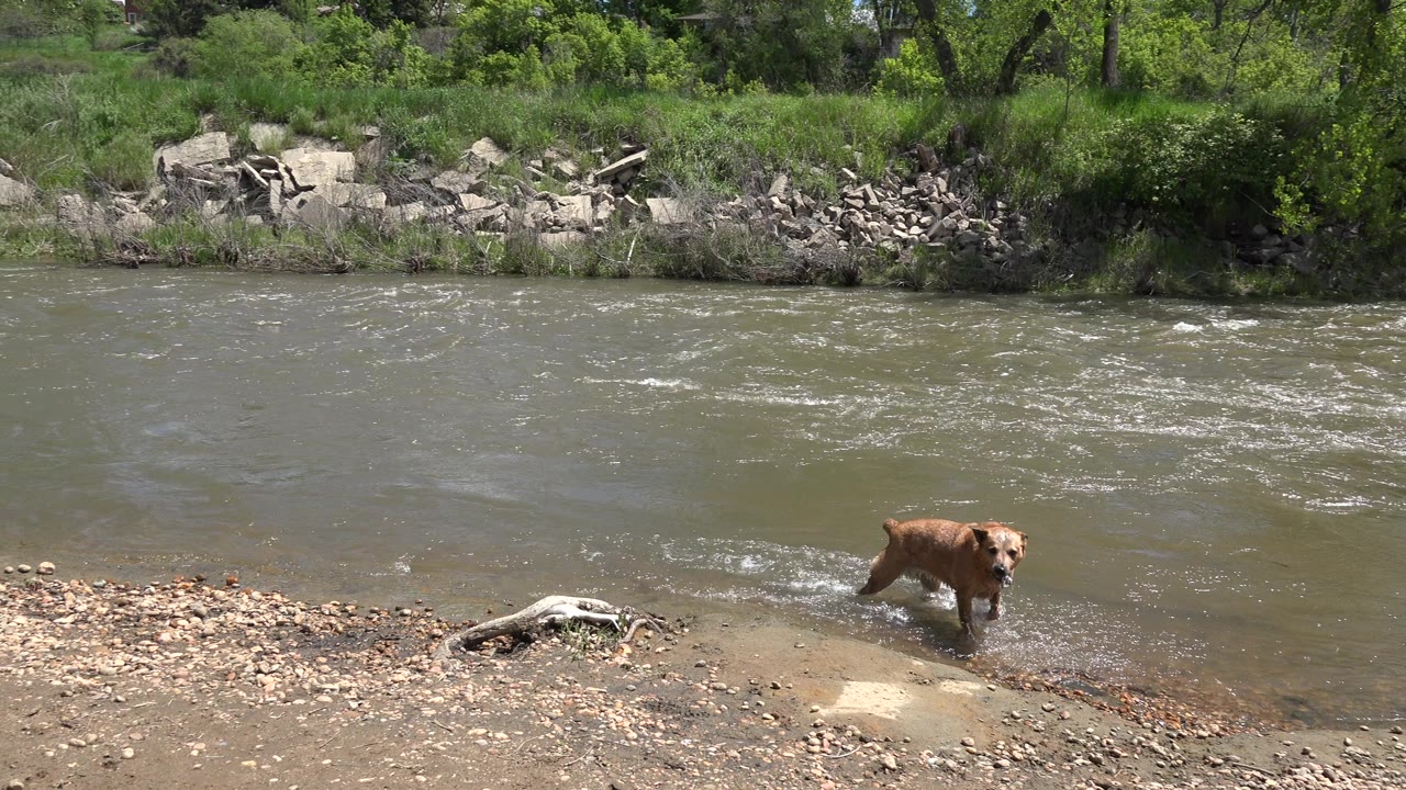 Brown dog faces toward the camera from the near river edge in Westminster, Colorado, with rippled water behind it and no visible people.