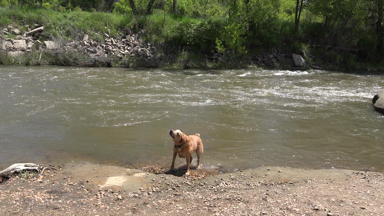 Tan dog shaking off water on a muddy riverbank.
