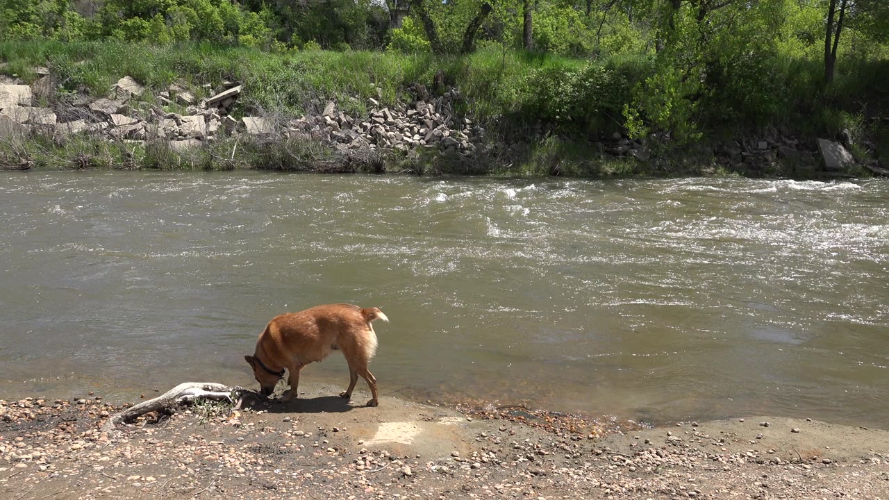 A large brown dog sniffs near pale driftwood on the shallow riverbank in Westminster, Colorado, with rippled water and a rocky green bank behind it, no visible people.
