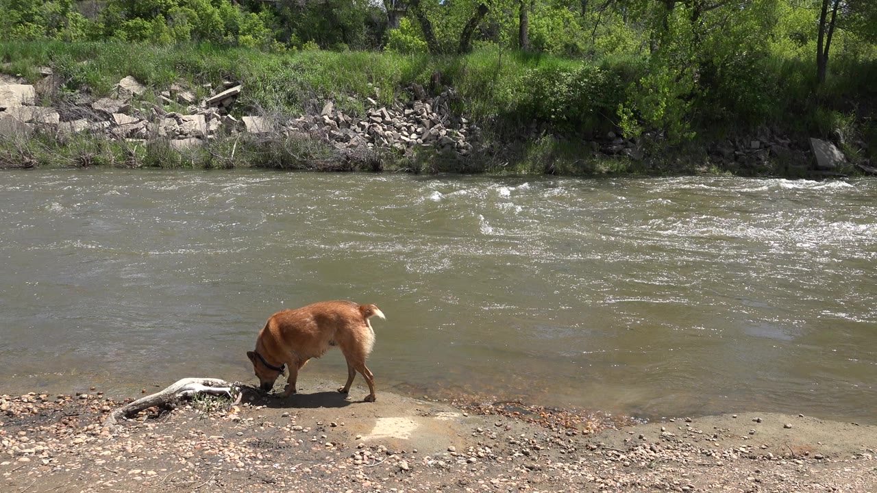 The brown dog lowers its head toward a piece of driftwood at the waterline in Westminster, Colorado, while sun glints on the river and trees fill the far bank, no visible people.
