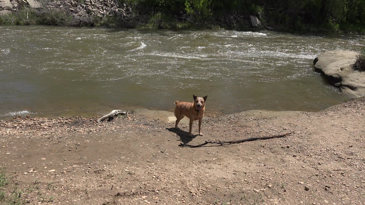 Tan dog stands on a sunlit dirt and pebble bank beside rushing water in Westminster, Colorado, with driftwood nearby and no visible people.