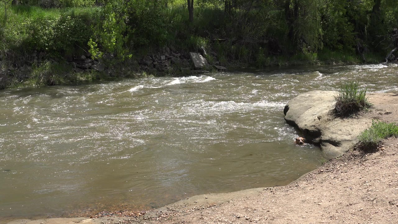 A muddy green river flows past a sandy bank and flat rock in Westminster, Colorado, with brush and trees in the background and no visible people.