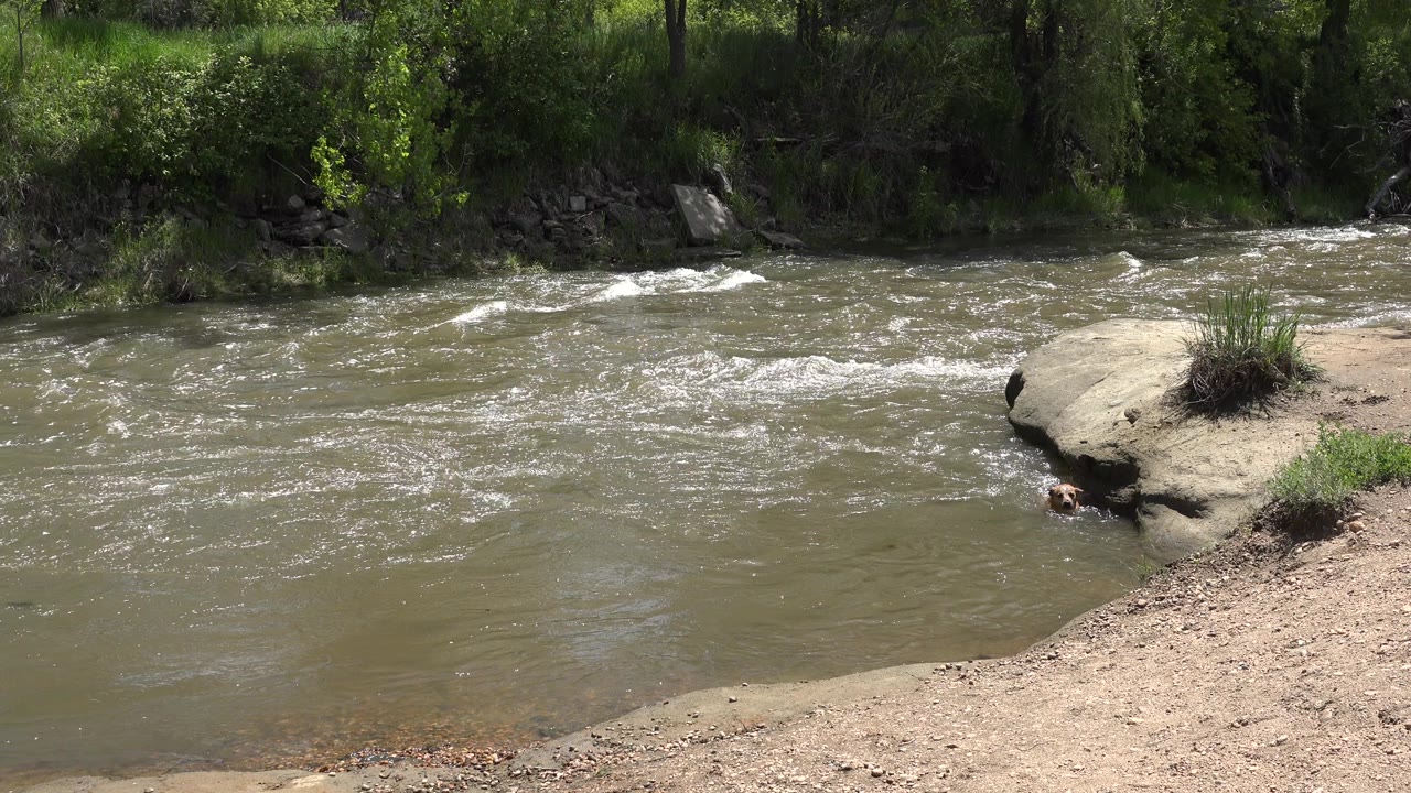 The river continues across the frame in Westminster, Colorado, with a pale dirt bank in front, a flat rock at the water edge, and no visible people.