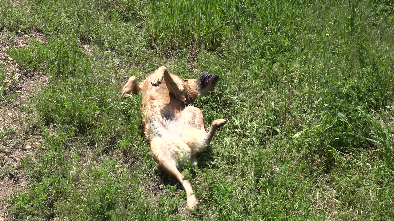 Tan dog rolling on its back in green grass.