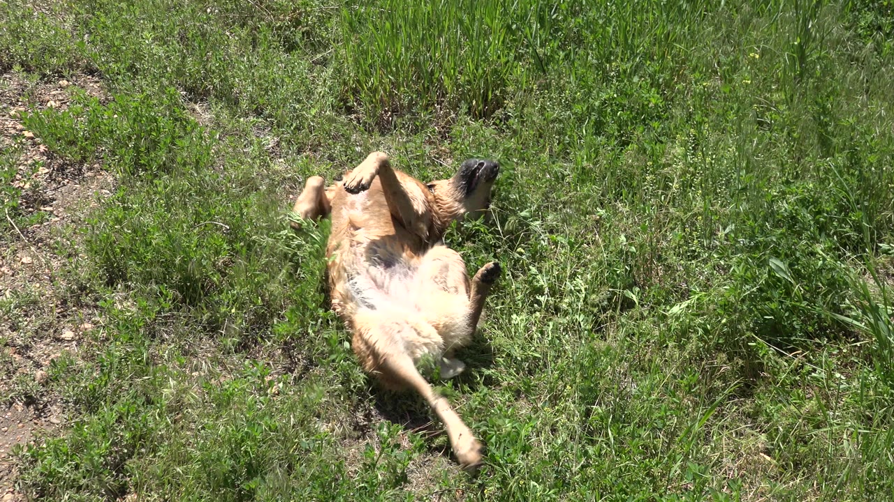 The tan dog remains on its back in the grass in Westminster, Colorado, one hind leg stretched outward and no visible people in frame.