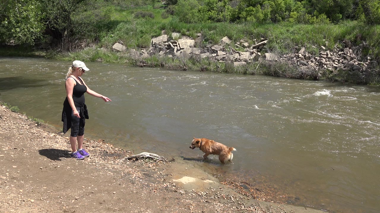 In Westminster, Colorado, a woman in sunglasses and a cap points from a gravel riverbank while a brown dog stands partly in the shallow water.