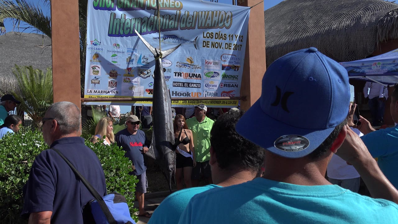 In Playita, Baja California Sur, Mexico, people continue watching and photographing the hanging shark, while the banner, shrubs, orange columns, and thatched shelter remain visible.