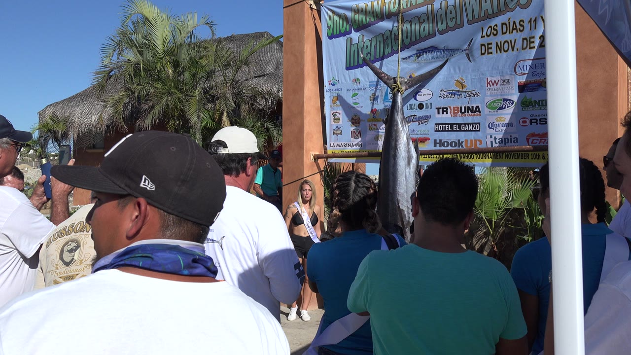 At Playita, Baja California Sur, people seen from behind watch a large silver fish hanging in front of a sponsor-filled event banner under bright sun.