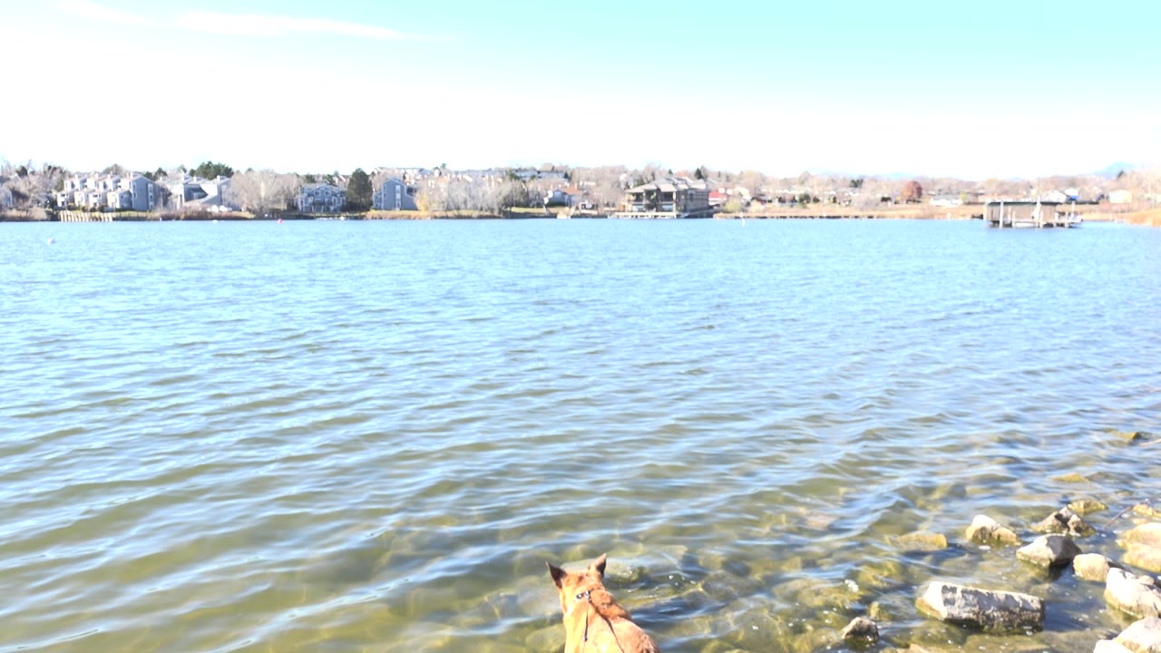 Bright lake water with rocks and a partial tan dog at the shore.