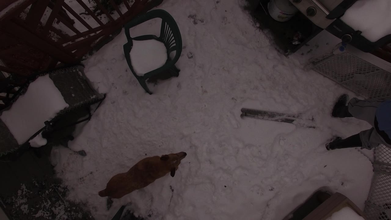 Overhead Jefferson, Colorado frame with a brown dog in the snow, patio seating around the edges, and a partial person visible near the lower right side.