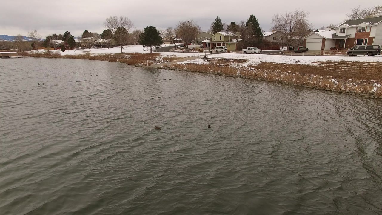 Ducks swimming on rippled water near a snowy residential shoreline.