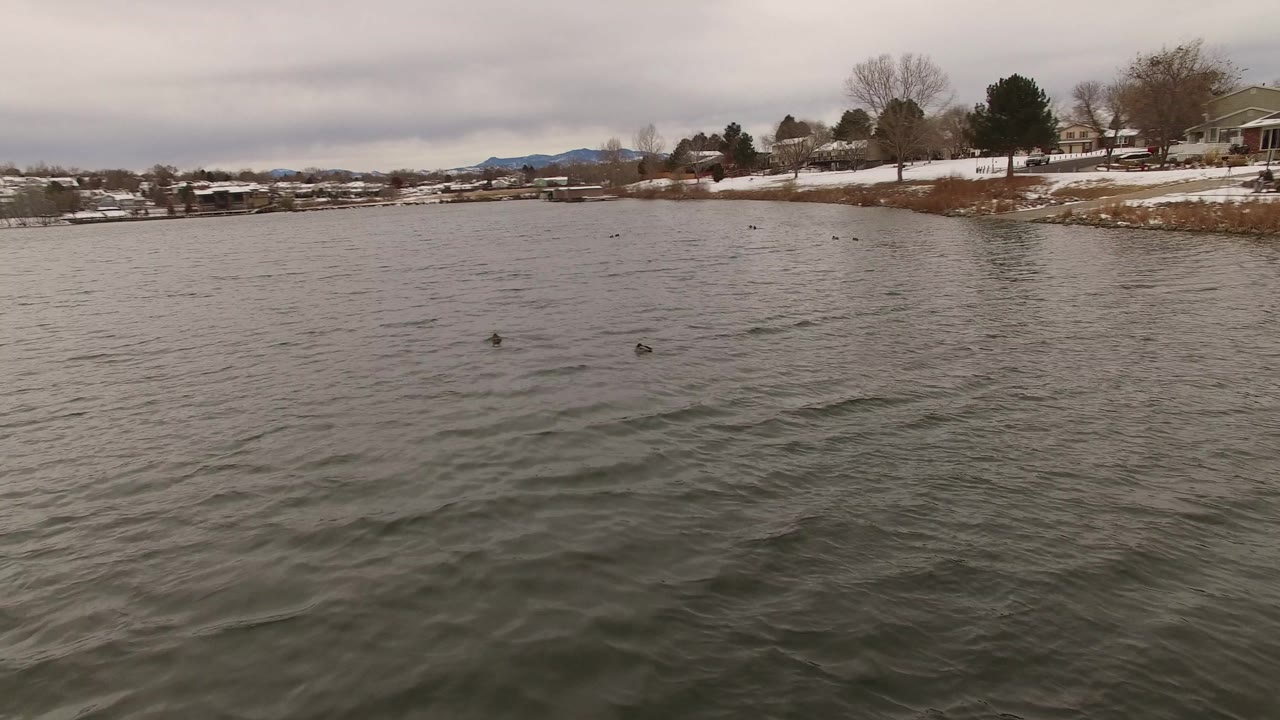 Jefferson County, Colorado lake water fills the foreground as ducks sit low on the surface, with a snowy shore, houses, bare trees, evergreens, and no visible people in the background.