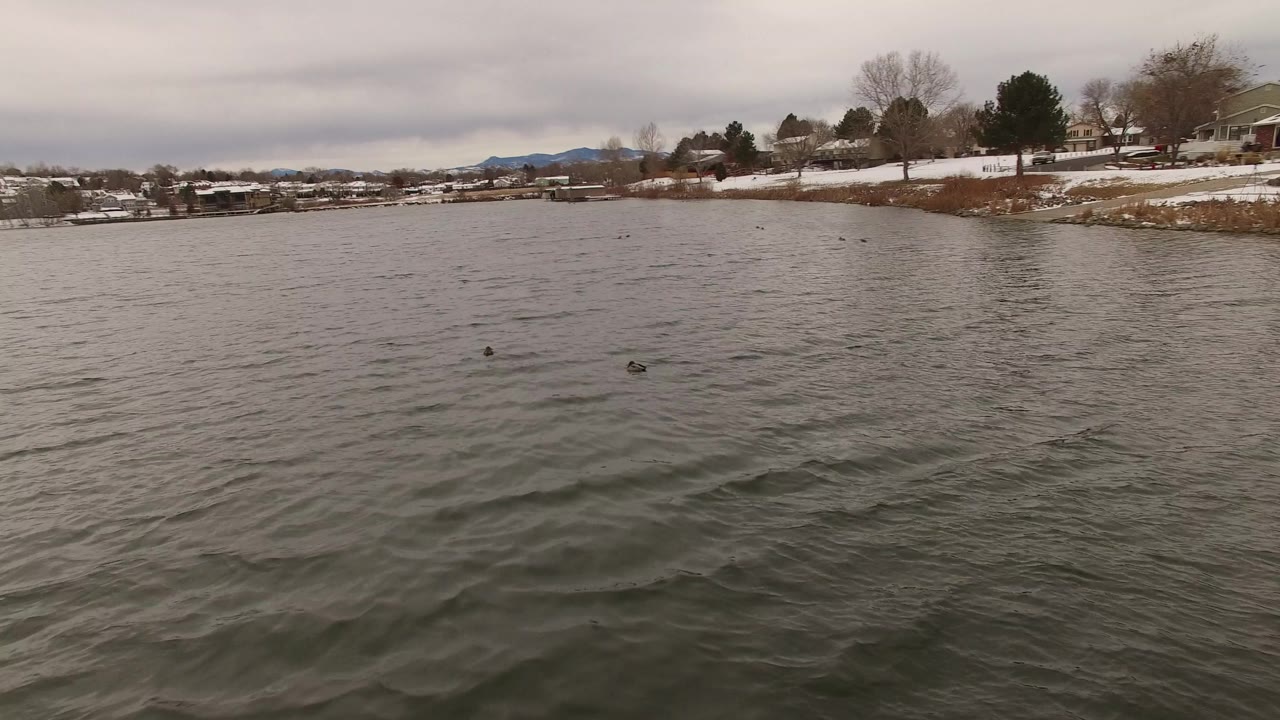 Overcast lake scene with ducks and distant snowy shoreline