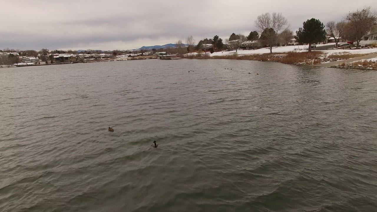 Wide view of ducks on gray-green water in Jefferson, Colorado, with snow patches, houses, trees, and distant hills along the shore and no visible people.