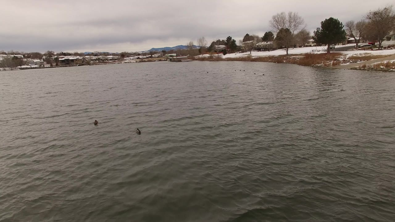 Jefferson County, Colorado lake view with small dark birds on the water, muted gray surface texture, snowy banks, trees, distant homes, and no visible people.