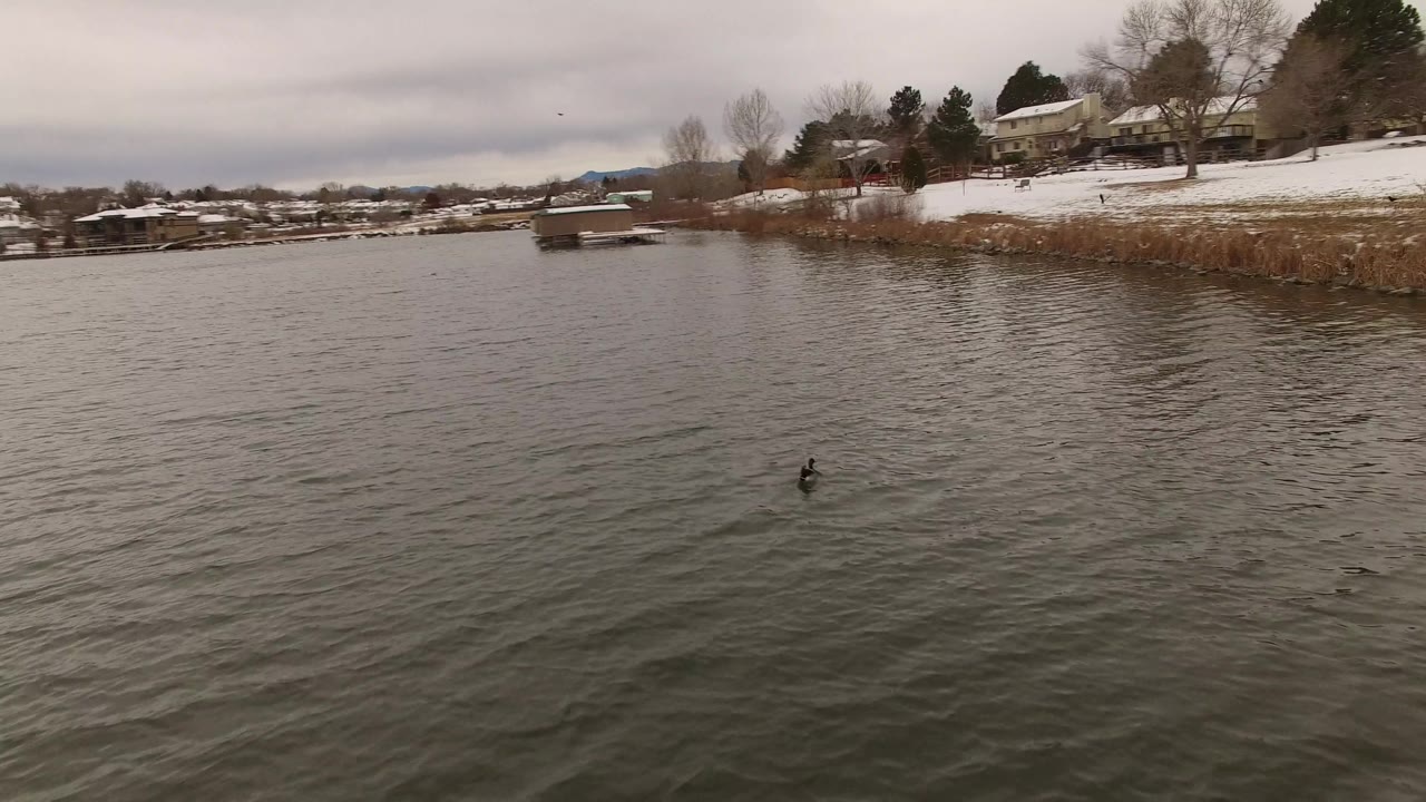 Jefferson, Colorado lake surface with a small dark bird on the water, snowy shoreline, brown reeds, houses, bare trees, and no visible people.