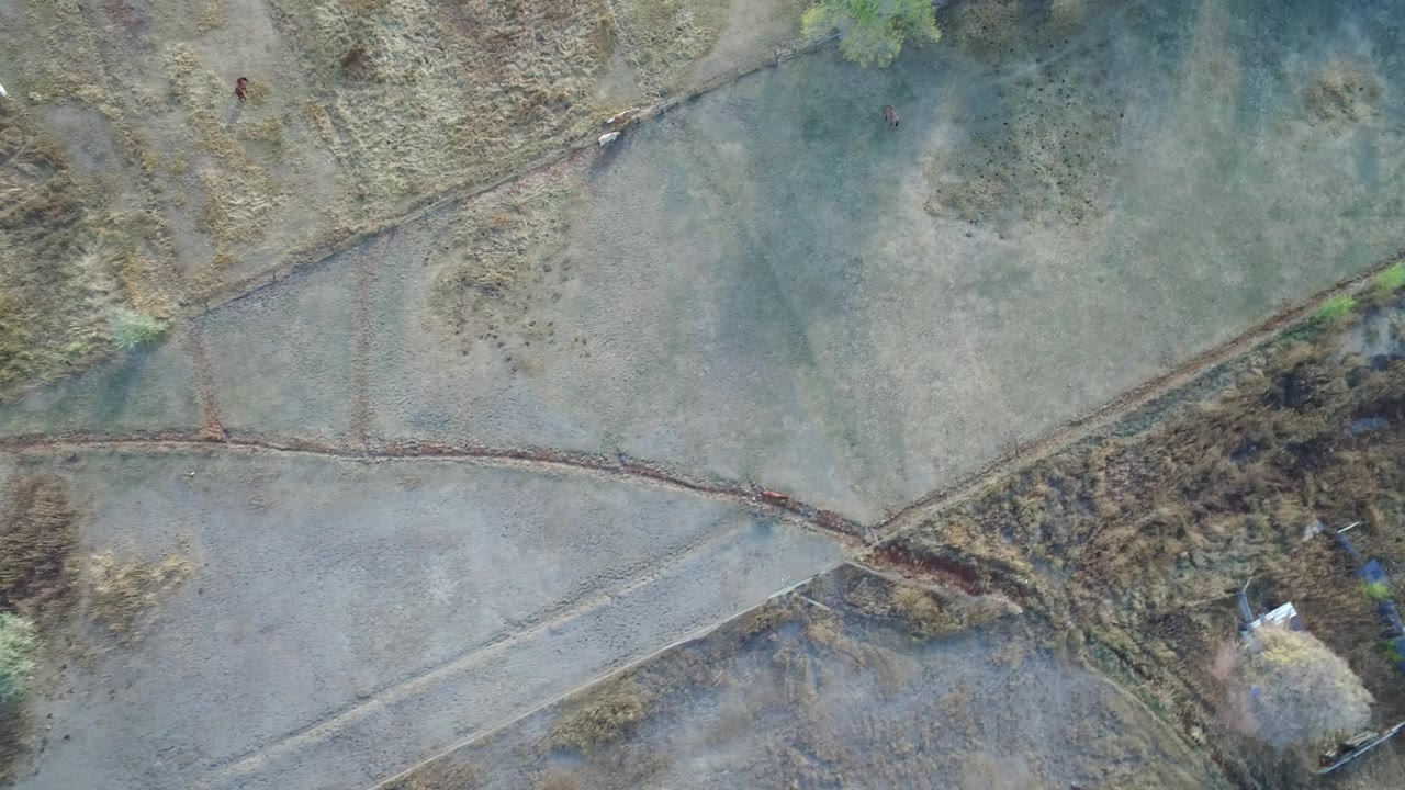 Overhead view of pale green ground crossed by thin lines and dry brush.