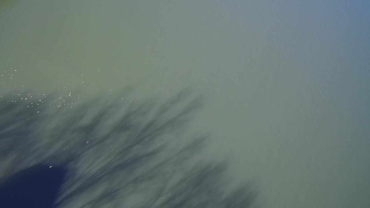 Top-down view of green lake water in Hidden Lake, Colorado, with blurred tree shadows crossing the lower half and no visible people.