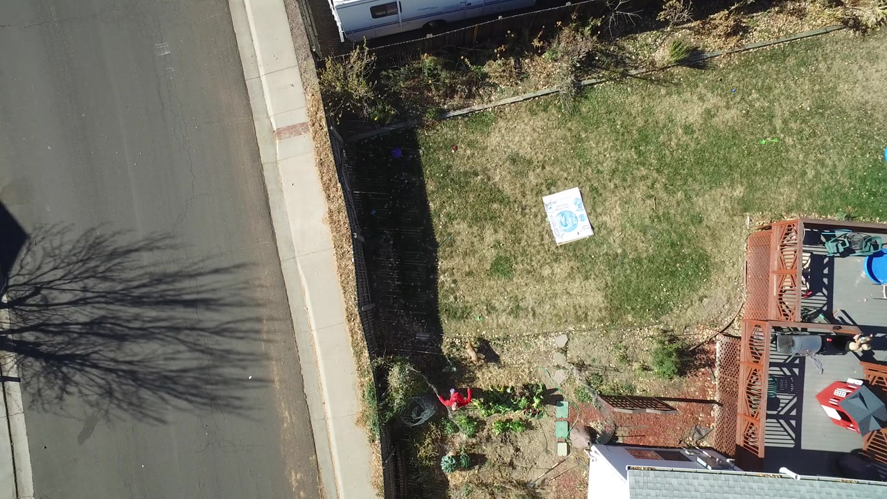 Overhead frame in Westminster, Colorado showing a small brown dog near the lower garden edge of a fenced backyard beside a street and deck, with no visible people.
