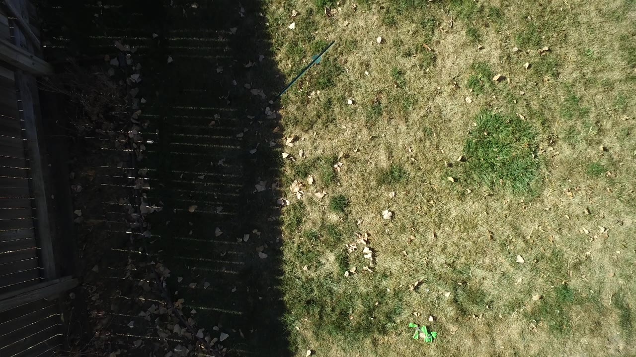 Downward view of dry grass and scattered leaves in Westminster, Colorado, with the shadowed fence area still filling the left edge and no visible people.