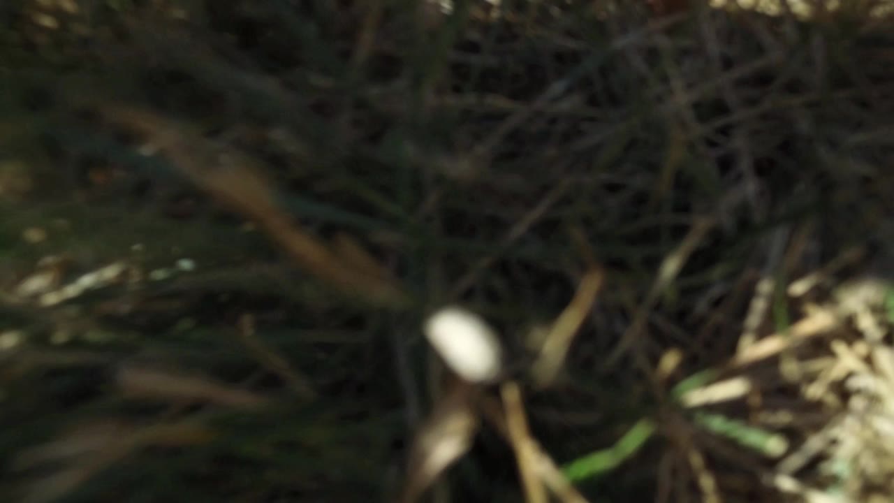 Blurred grass or plant stems sit close to the lens in Westminster, Colorado, with small bright highlights and no visible people.