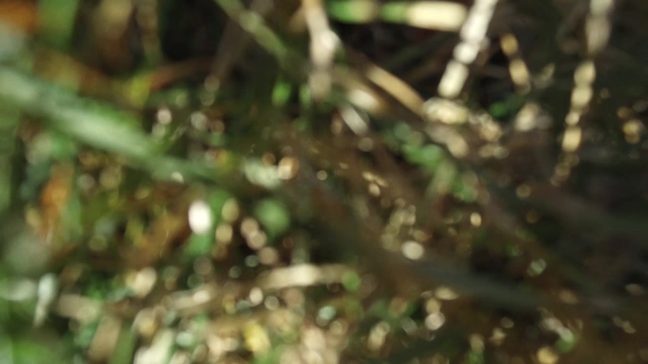 Out-of-focus branches and green foliage