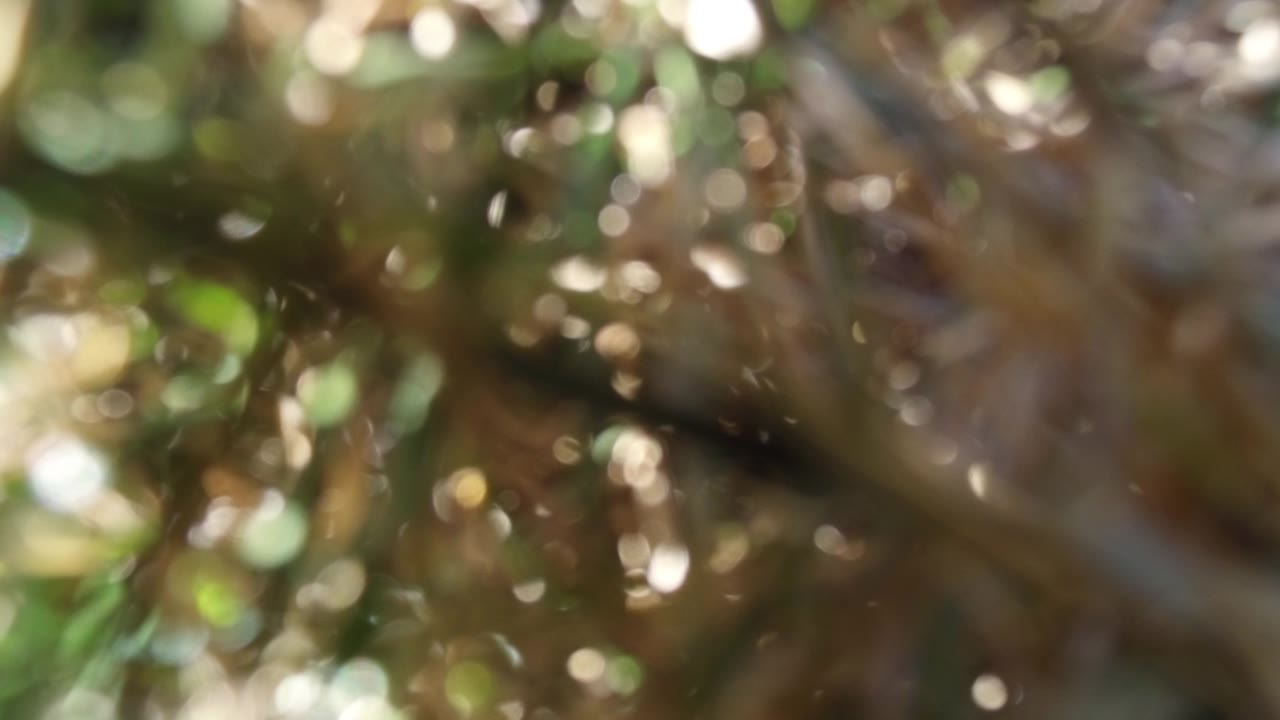 Blurred grass and foliage with sun glints.