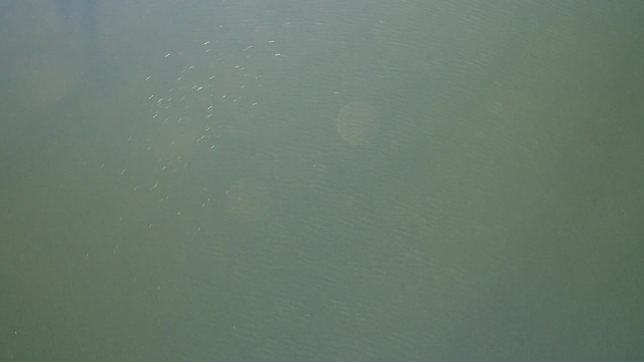 Greenish water surface with faint ripples and small light flecks.