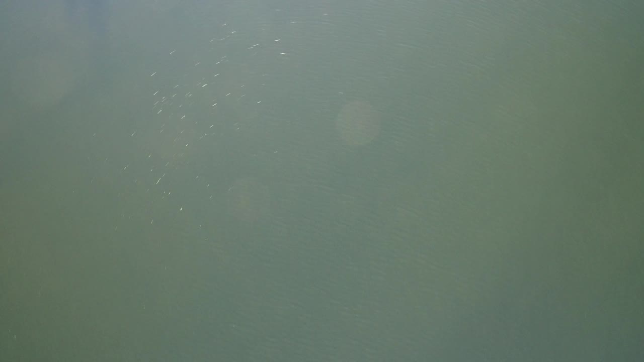 Second frame of the Westminster, Colorado water surface, showing muted green water, scattered fine ripples, and no visible people.