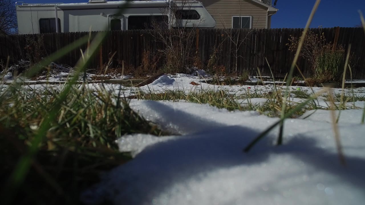 Snow and grass in a residential backyard beside a wooden fence.