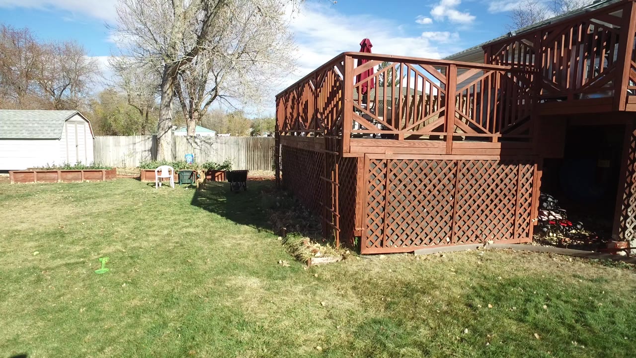 Wide view of a Westminster, Colorado backyard with green lawn, raised wooden deck, white shed, fence, bare trees, blue sky, and a small distant figure on the deck.