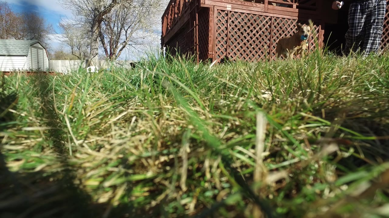 Ground-level grass fills the foreground in a Westminster, Colorado backyard, with a red-brown deck lattice, bare trees, a small shed, and a cropped lower body at the right edge.