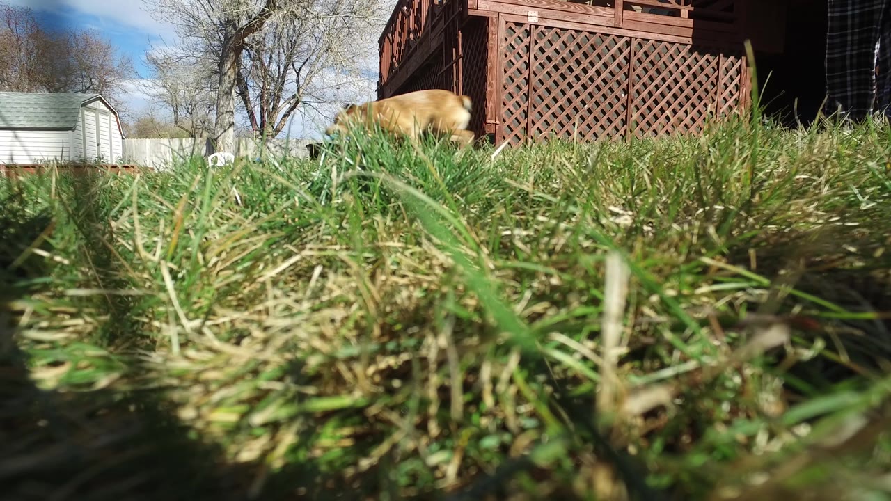 Brown dog crossing a grassy backyard near a deck.