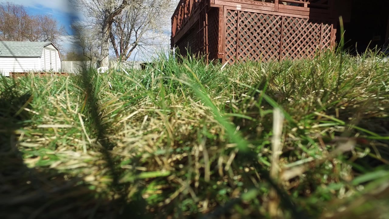 Low grass view of a backyard with deck and shed