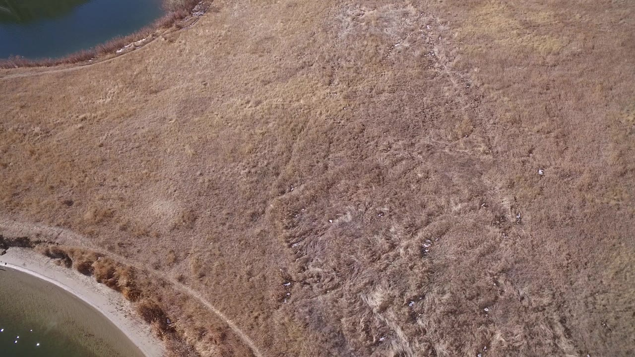 High overhead frame of a dry Westminster, Colorado lot with tan grasses, faint paths, a curved shoreline at lower left, and no visible people.