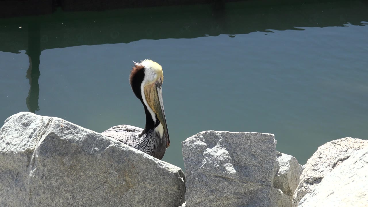 At 0:00, a pelican-like bird rests behind pale rocks beside blue-green water in San Jose del Cabo, Mexico, with no visible people.