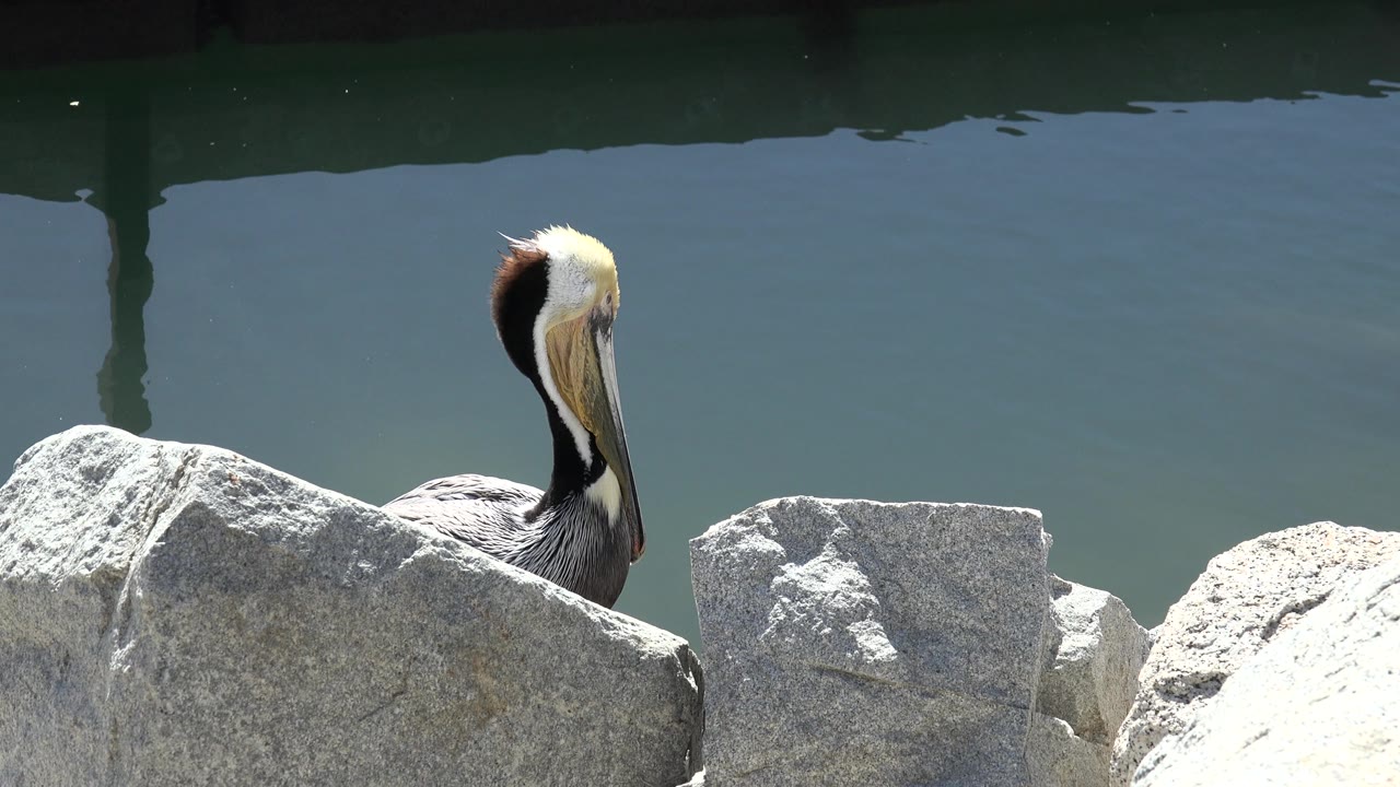 At 0:01, the bird remains near the same cluster of pale rocks with still water behind it in San Jose del Cabo, Mexico, and no visible people.