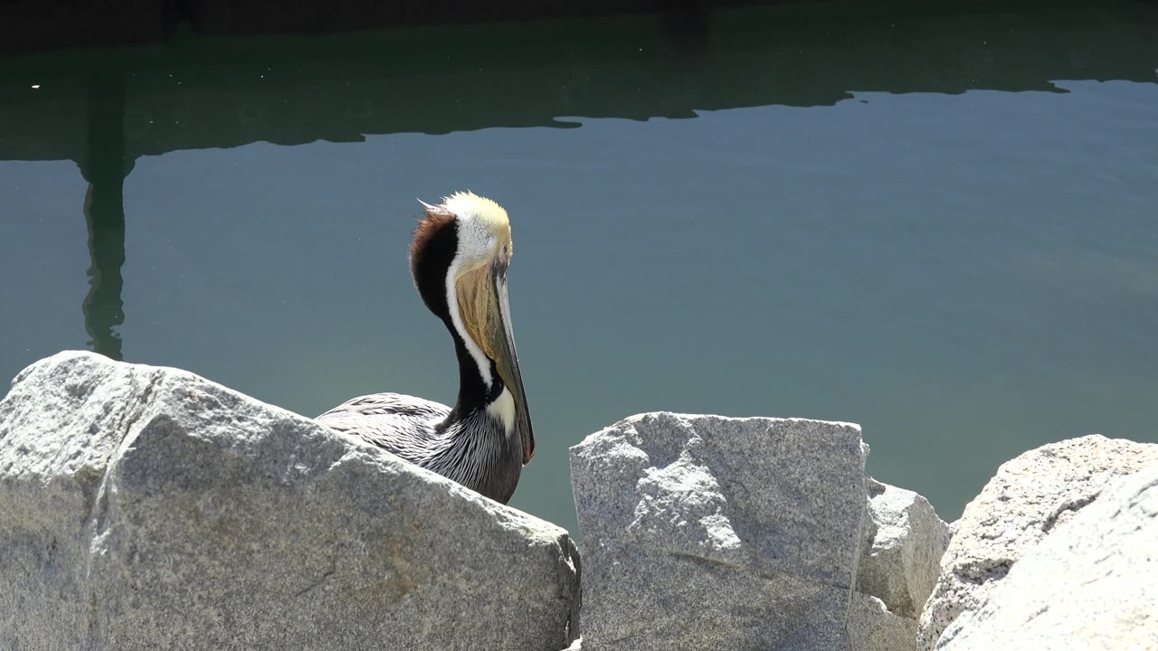 Bird partly hidden by large rocks at a water edge